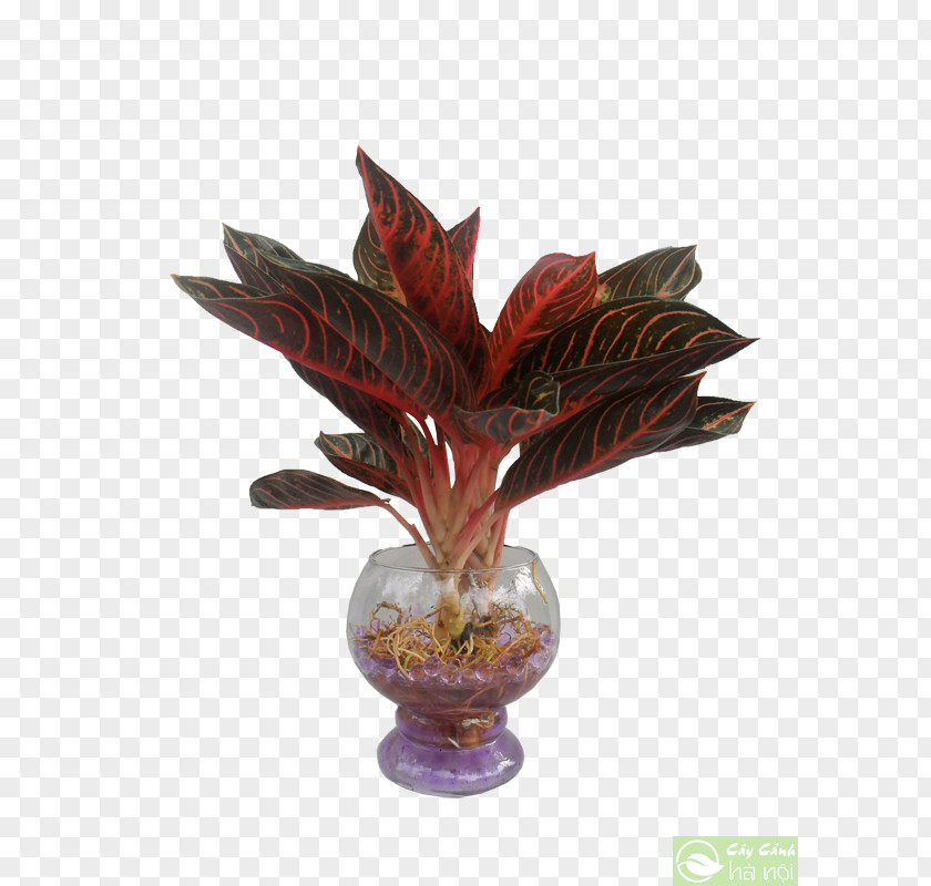 Leaf Dracaena Fragrans Ornamental Plant Tree Arecaceae PNG