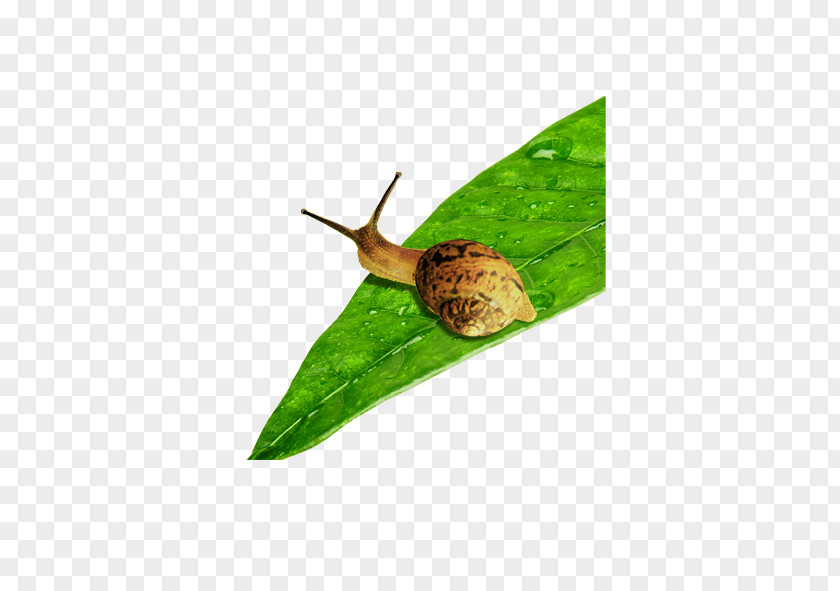 Snails Snail Escargot Download PNG