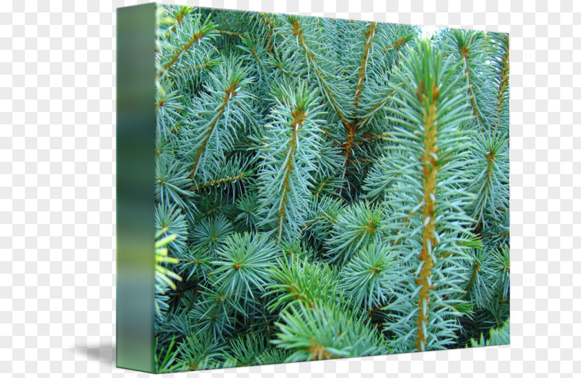 Spruce Branch Larch Pine Fir Evergreen PNG