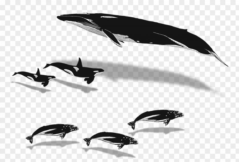 Bird Whales Whale Watching Humpback Blue Killer PNG