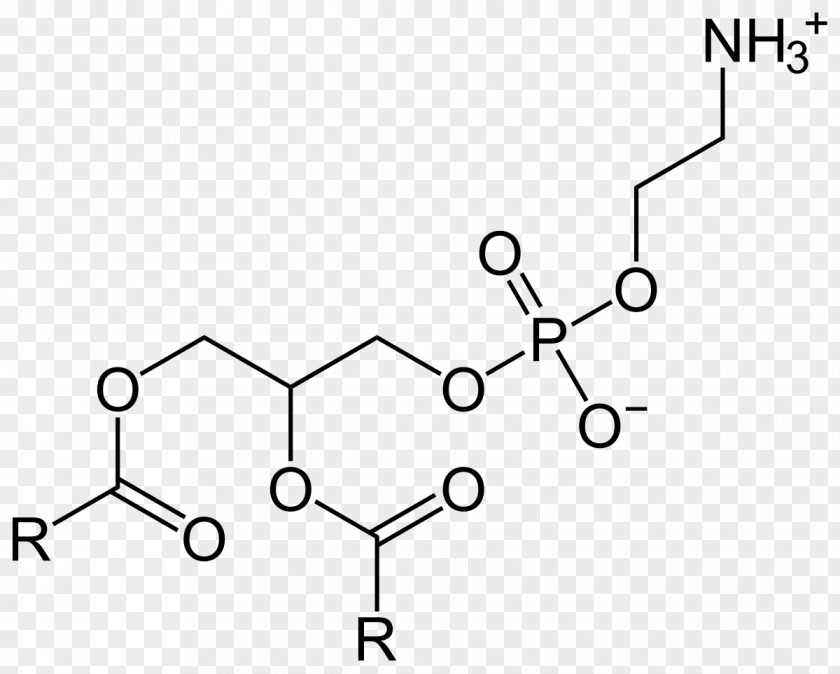 Brain Dietary Supplement Phosphatidylserine Phosphatidylethanolamine Phosphatidic Acid Research PNG