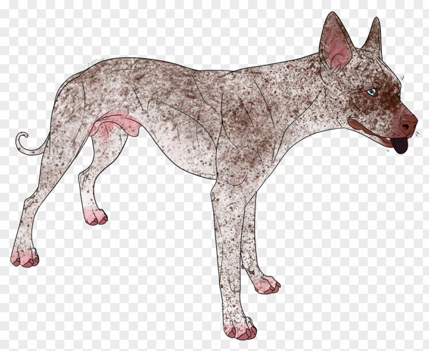 Bulldog Dog Breed Mammal Canidae Carnivora PNG