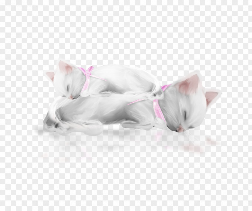Kitten Whiskers Cat Paw PNG