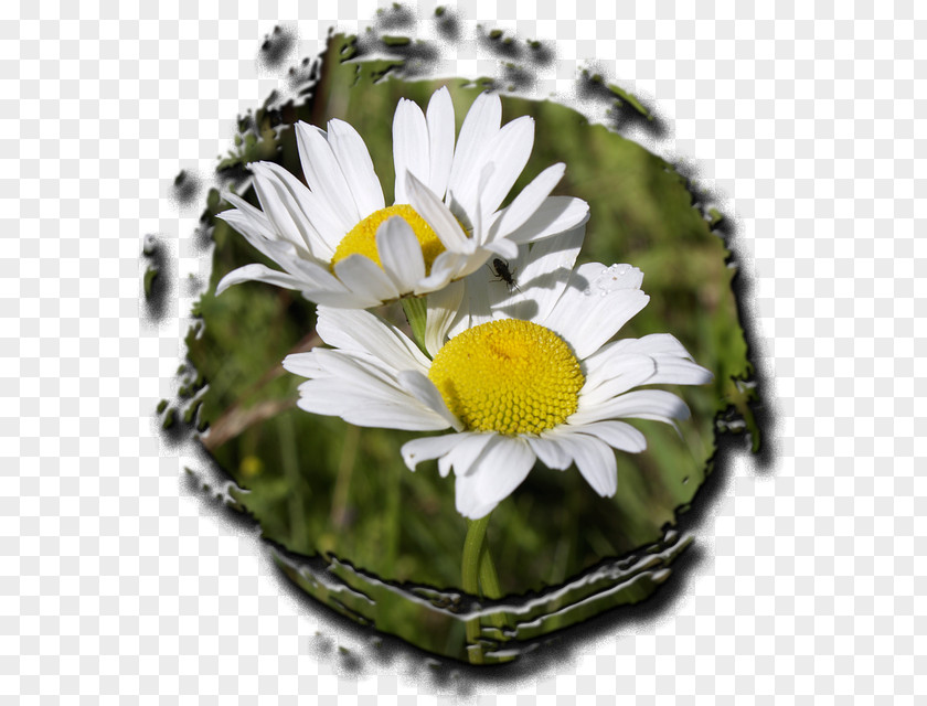 Meadow Flowers Oxeye Daisy Common Plant Flower Science PNG