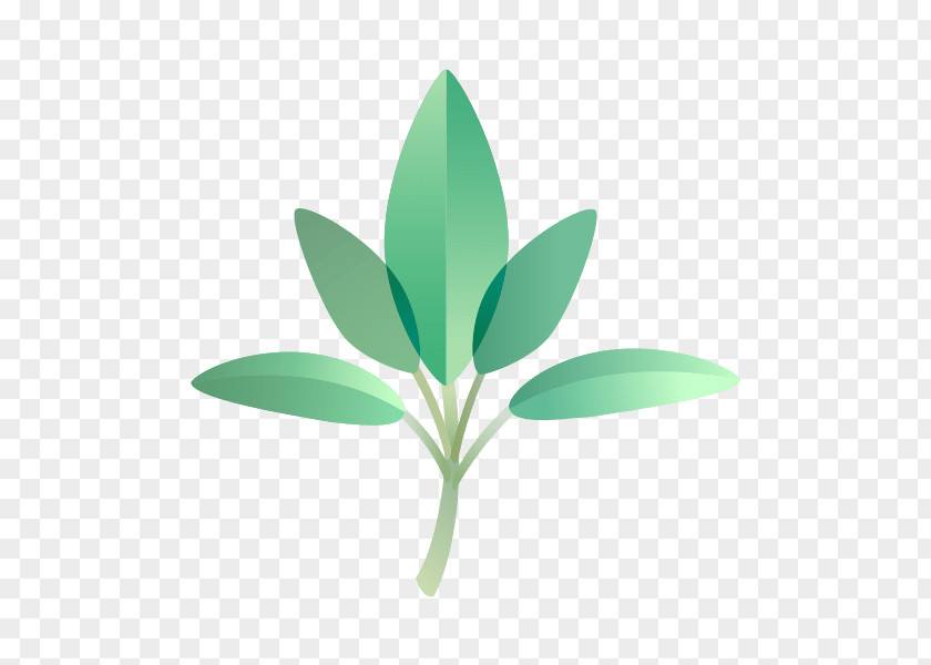 Parsley Essential Oil Plant Indian Sandalwood Leaf PNG