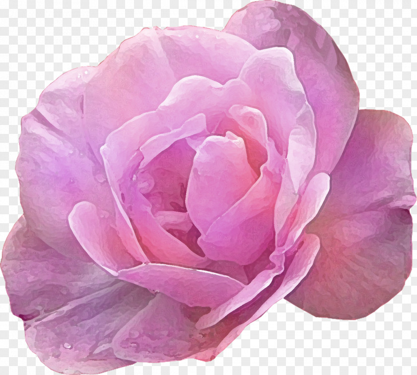 Purple Pink Rose Flower Photography PNG