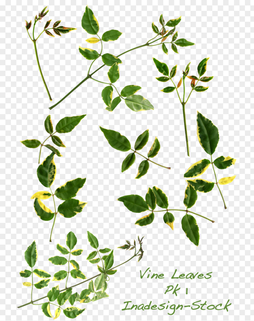 Flower Vine Leaf Plant Stem Clip Art PNG