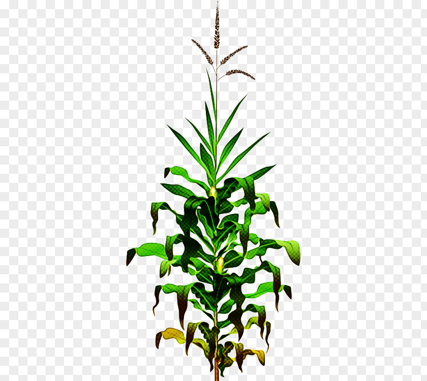 Herbaceous Plant Houseplant Flower Leaf Stem Terrestrial PNG