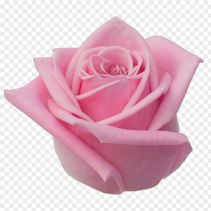 Roze Flower Garden Roses Cabbage Rose Floribunda Cut Flowers Petal PNG