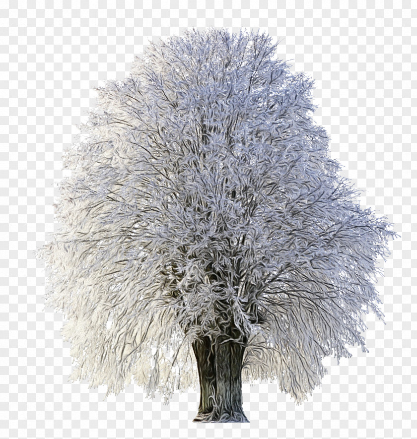 Winter Grass Tree White Plant Woody Branch PNG