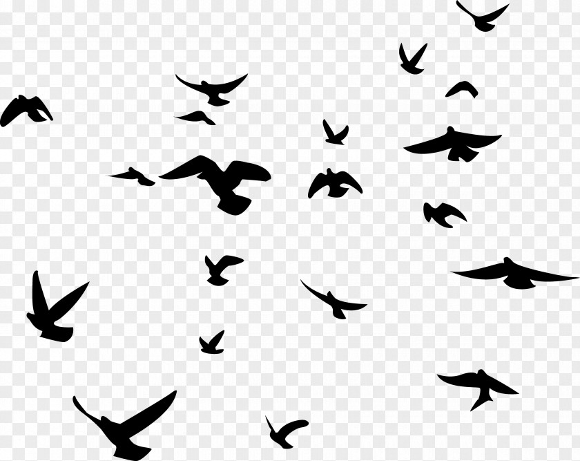 Animal Migration Blackandwhite Flock Bird White Wing PNG