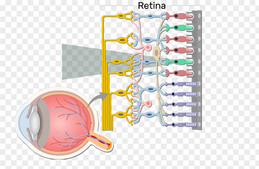 Eye Bipolar Neuron Retina Cell Retinal Ganglion PNG