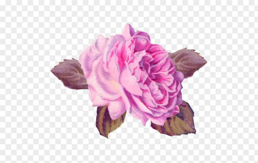 Flower Cabbage Rose Garden Roses Pink Cut Flowers Art PNG