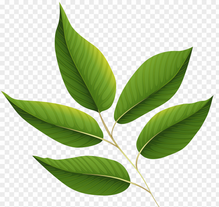 Green Leaves Leaf Clip Art PNG