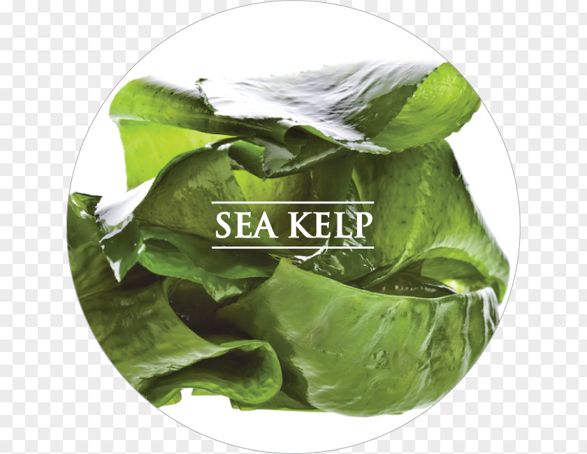 Kelp Algae Fuel Seaweed Docosahexaenoic Acid Omega-3 Fatty Acids Dietary Supplement PNG