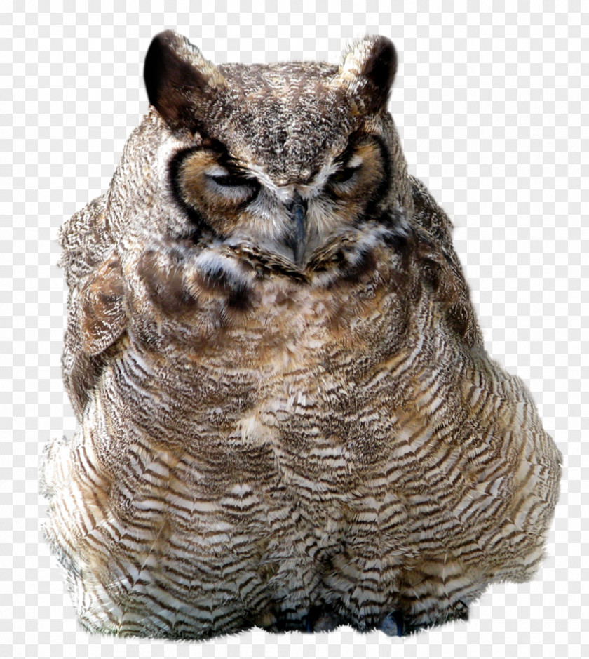 Owl Clip Art PNG