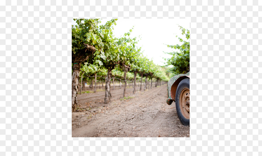 Wine Hoopes Vineyard Winery Cabernet Sauvignon Blanc PNG