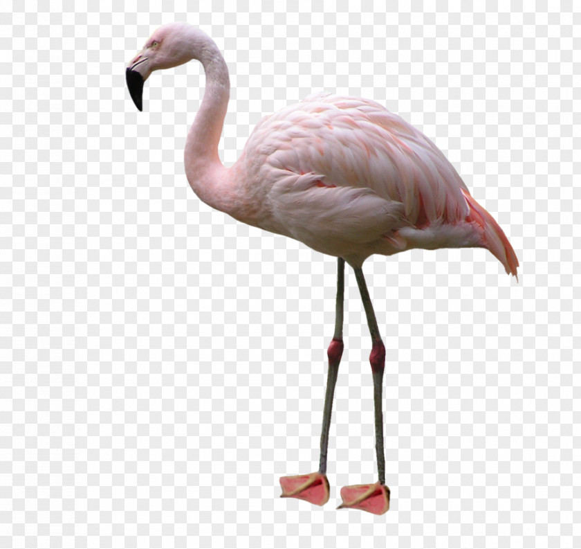 Flamingo Lovebird Flash Cards Birds For Kids. Clip Art PNG