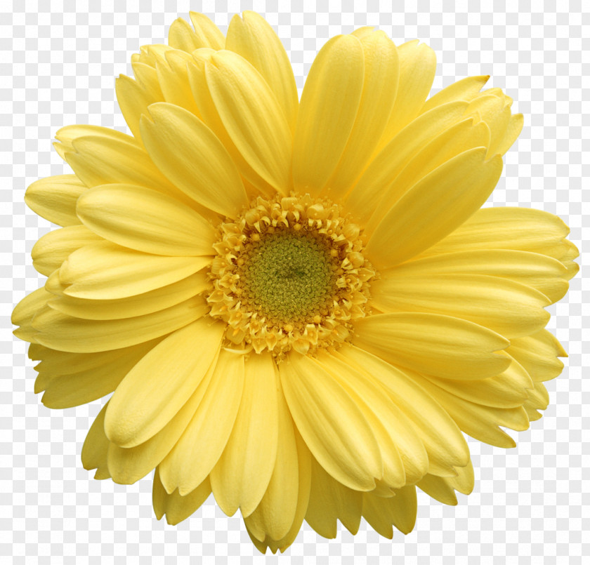 Flower Transvaal Daisy Family Clip Art Yellow PNG