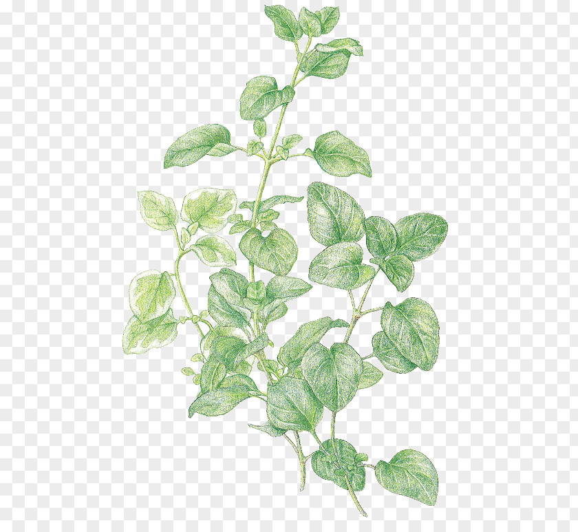 Leaf Marjoram Oregano Favourite Herbs Thyme PNG