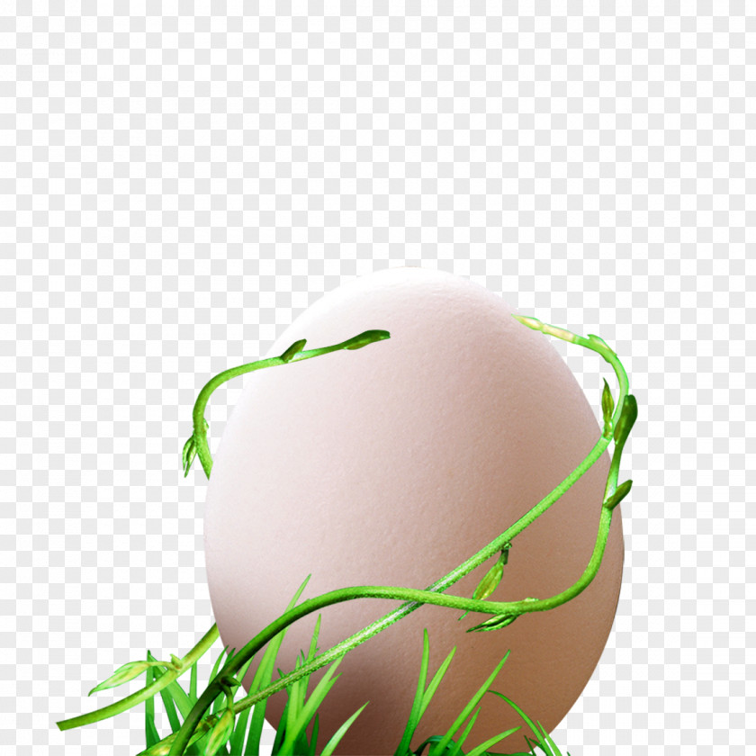 Vine Eggs Egg PNG
