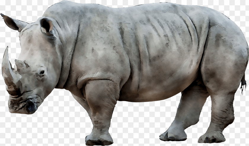 White Rhinoceros Image Transparency PNG