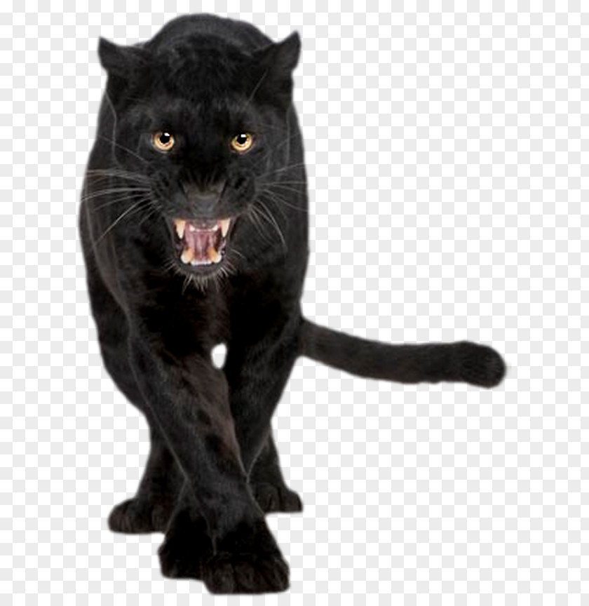 Black Panther Jaguar Cougar Felidae Cat PNG