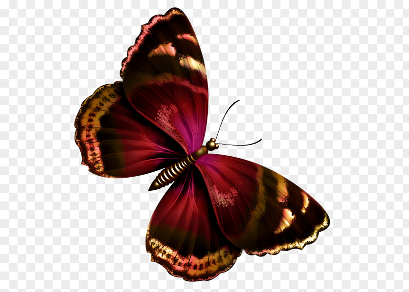 Floating Butterfly Papilio Ulysses Greta Oto Clip Art PNG