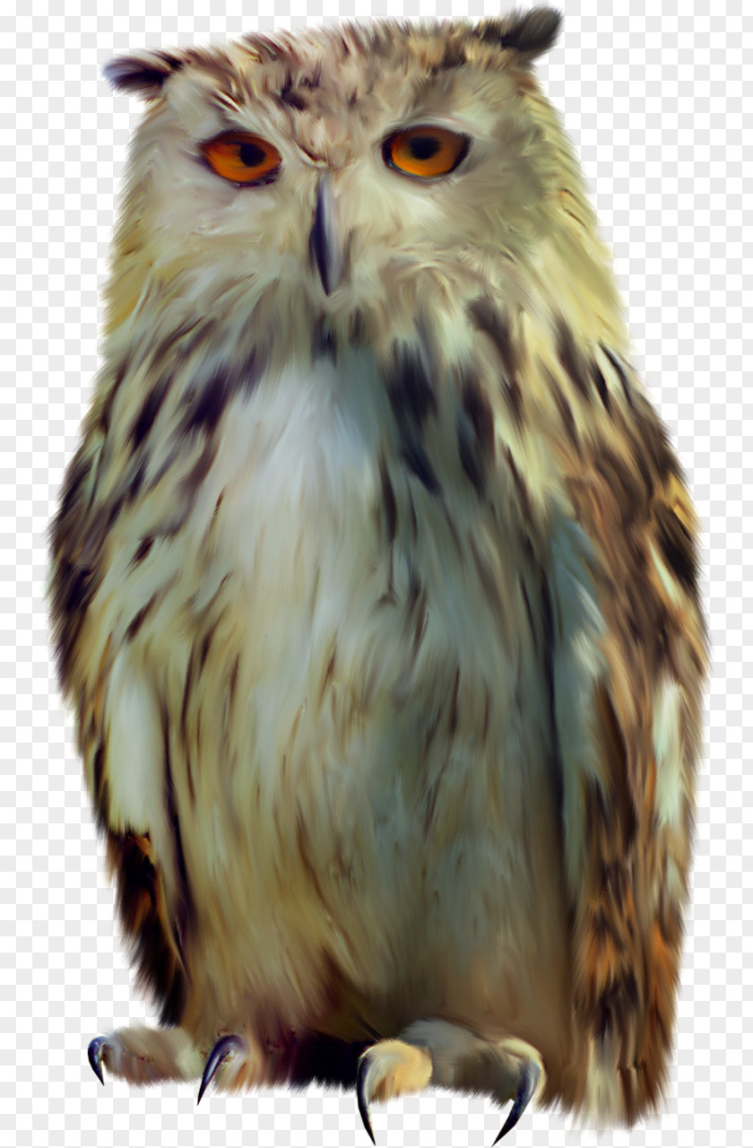 Owl Bird Clip Art PNG