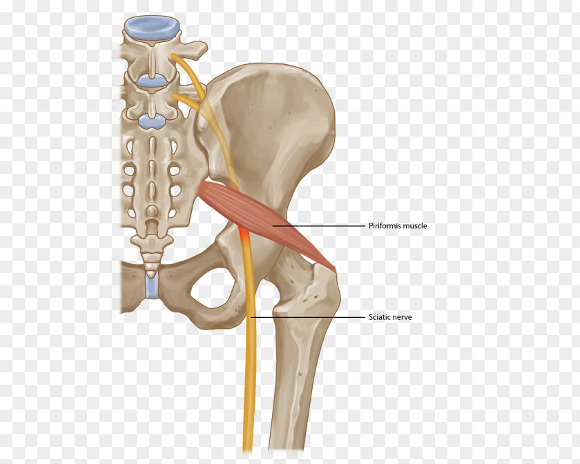 Piriformis Syndrome Muscle Back Pain Injection Surgery PNG