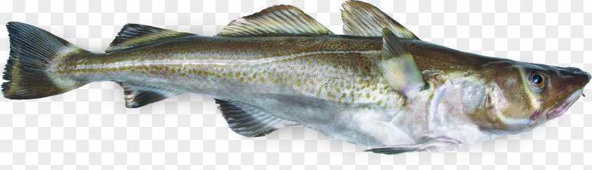Seafood Atlantic Cod Fish Gadidae Pollack PNG