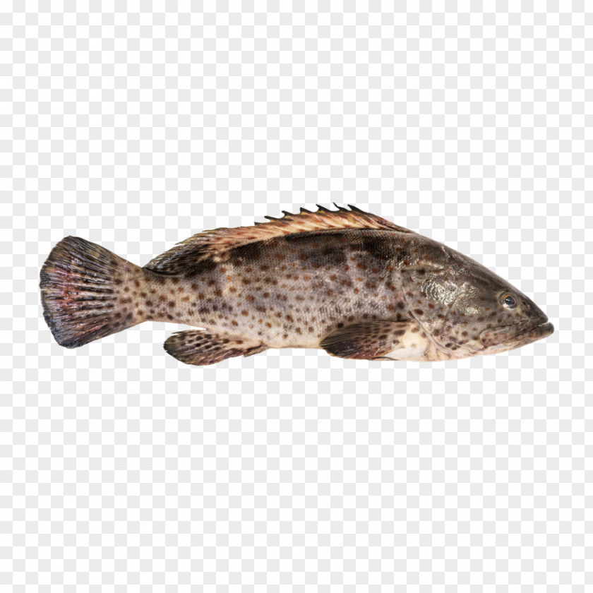 Fish Orange-spotted Grouper Hamour Brown Spotted Reef Cod PNG