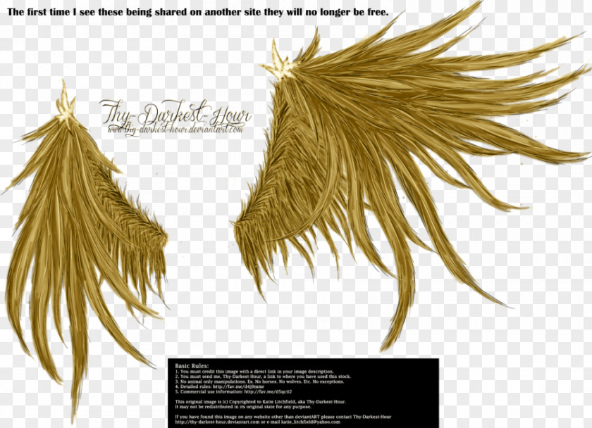 Golden Wings Download Wing Clip Art PNG