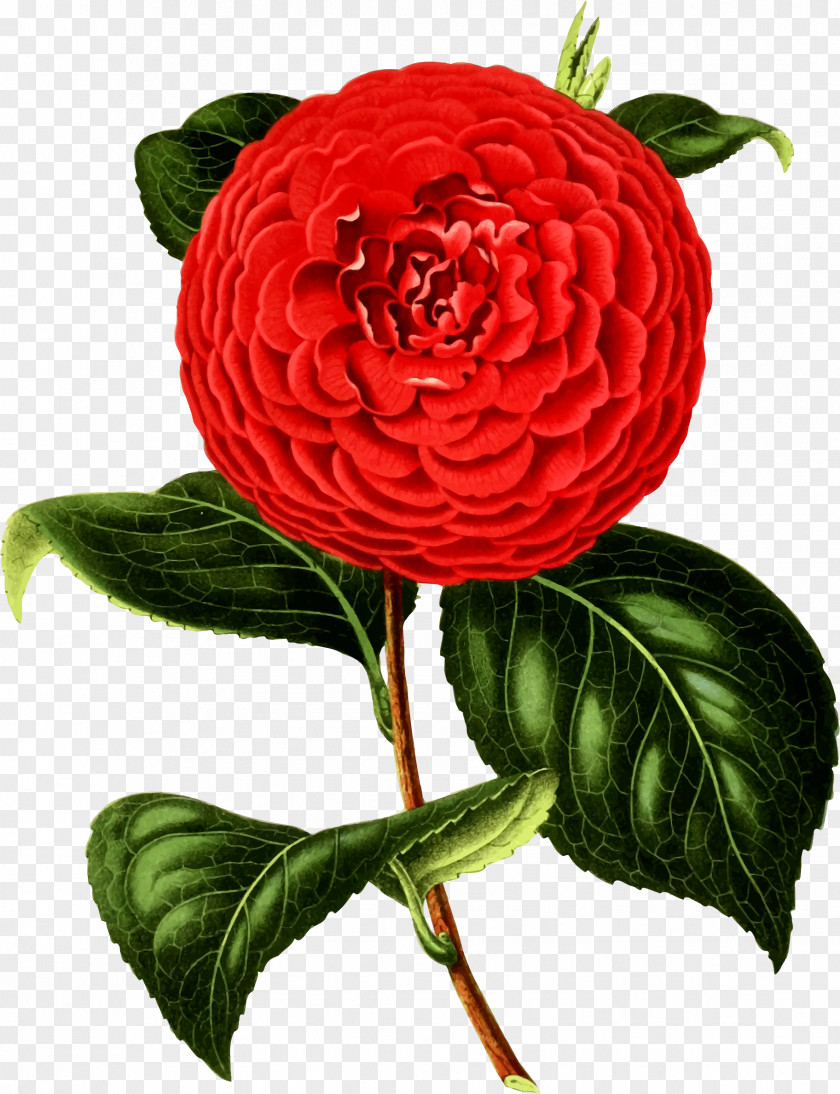 Romantic Camellia Clip Art Image Drawing PNG