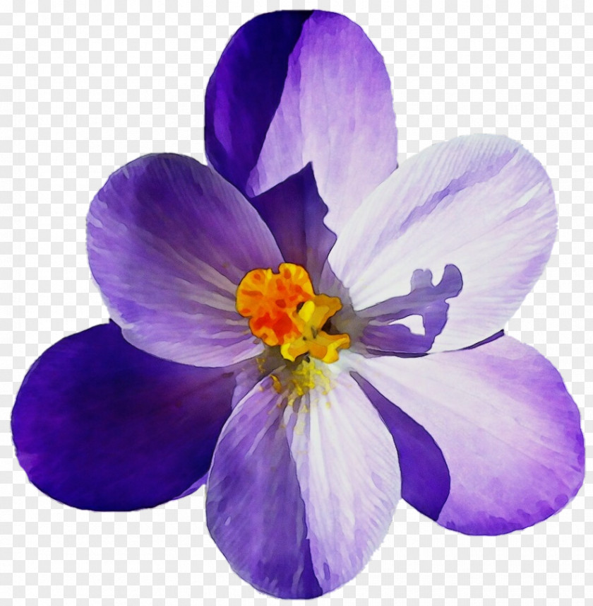 Spring Crocus Iris Family Flowering Plant Petal Flower Violet Purple PNG