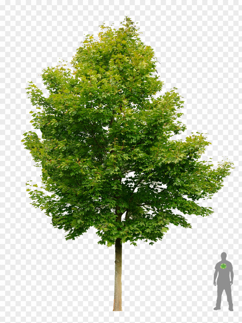 Tree Norway Maple Embryophyta Shrub PNG