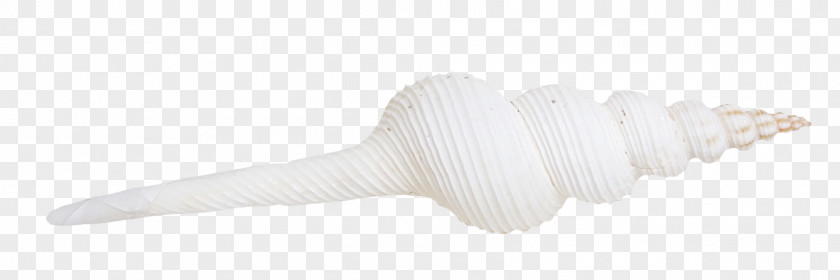 White Pointed Conch Angle PNG