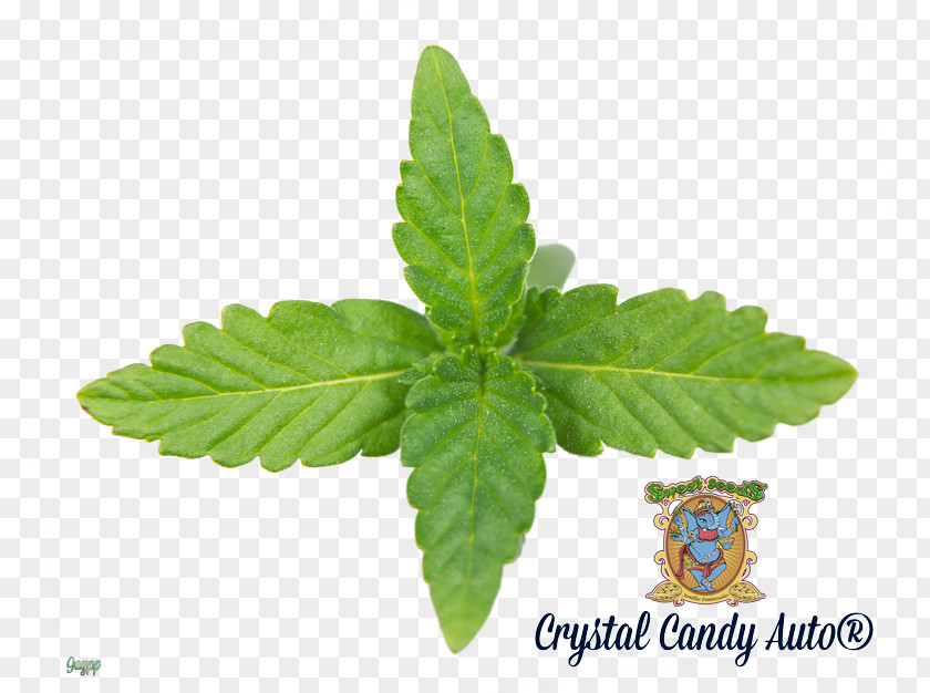Cannabis Ruderalis Stevia Herb Sweetness Candy Tea PNG