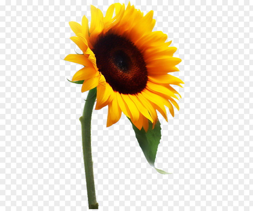 Common Sunflower RV Falke Donnersberg E.V. Photography Clip Art PNG