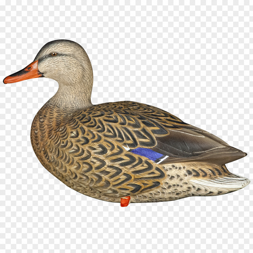Duck Mallard Decoy Swan Goose PNG