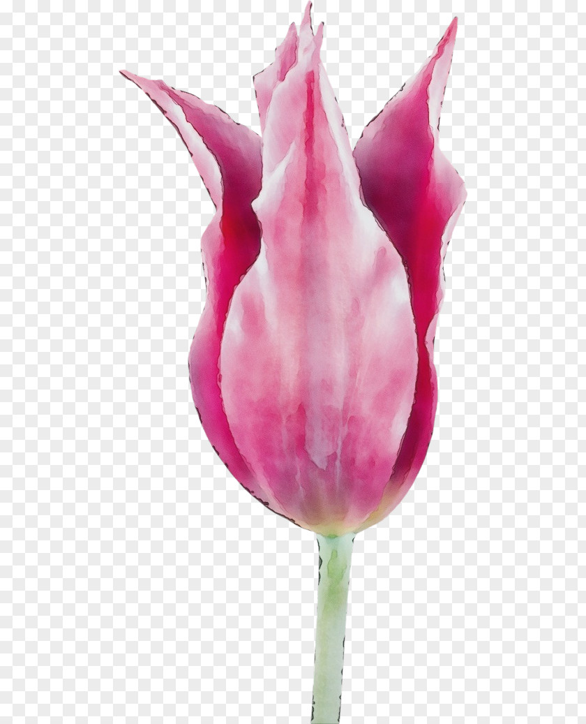 Flowering Plant Lily Family Tulip Pink Petal Flower PNG