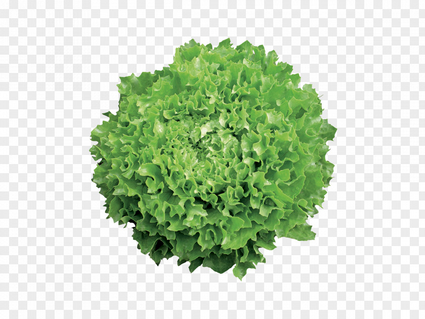 Kale Romaine Lettuce Siu Yeh Collard Greens Close2real PNG