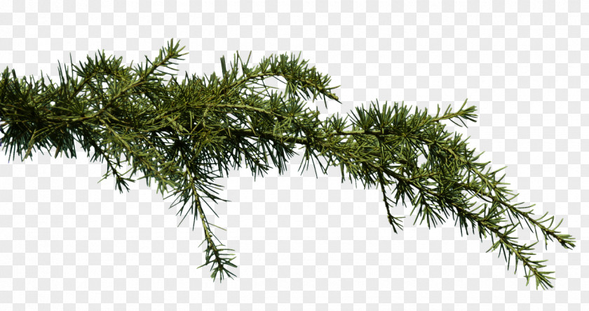 Pine Clip Art Image Branch PNG