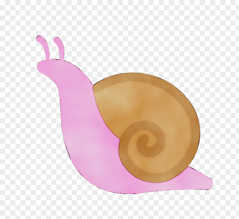 Sea Snail Pink Snails And Slugs PNG