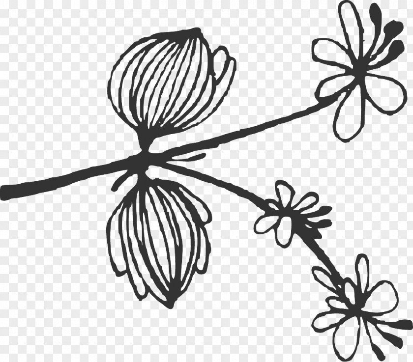 Sketches Floral Drawings Art. PNG