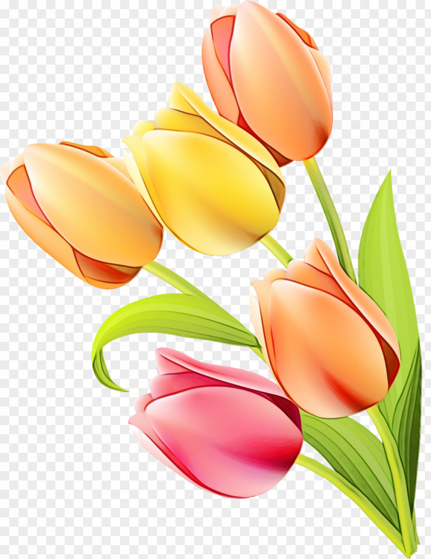 Tulip Flower Petal Cut Flowers Plant PNG