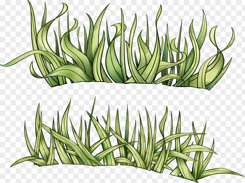 Watercolor Grass Drawing Herbaceous Plant Clip Art PNG