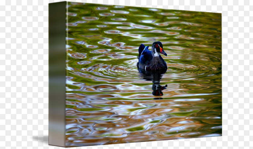 Wood Duck Water Beak Feather PNG