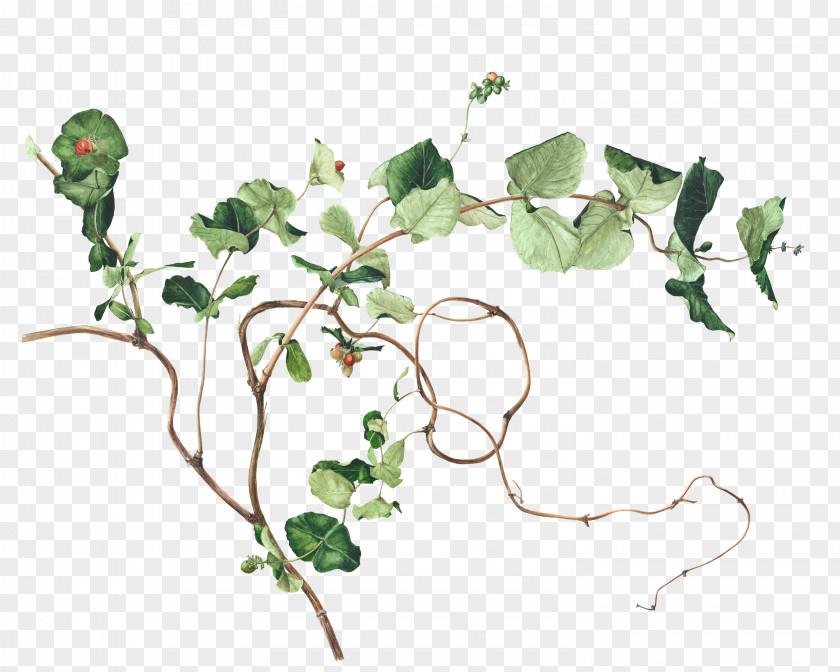 Botanical Illustration Drawing Watercolor Painting Image PNG