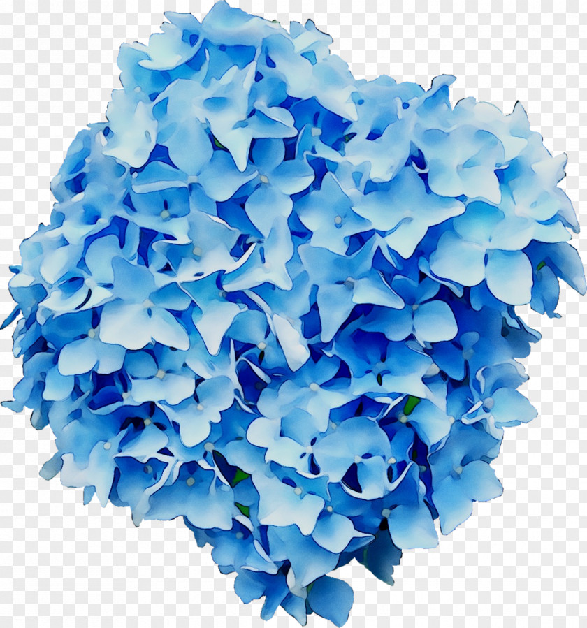 Hydrangeaceae Petal Cut Flowers PNG